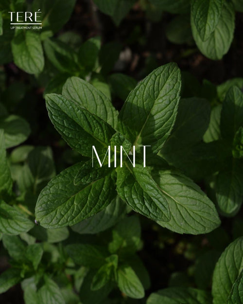 Munt