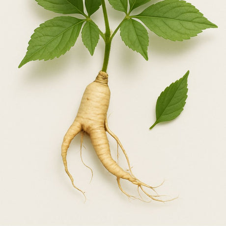Panax Ginseng Extract